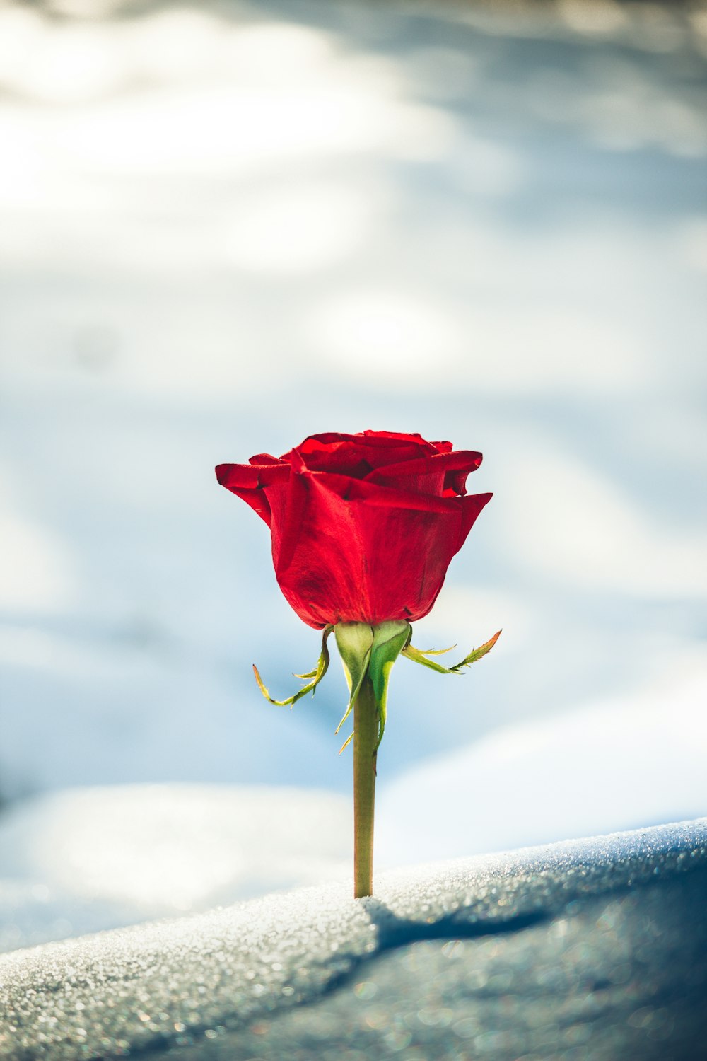 fleur de rose rouge en fleur