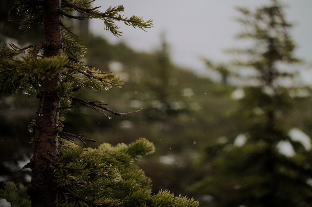 Forest photo spot Jasper Athabasca Falls