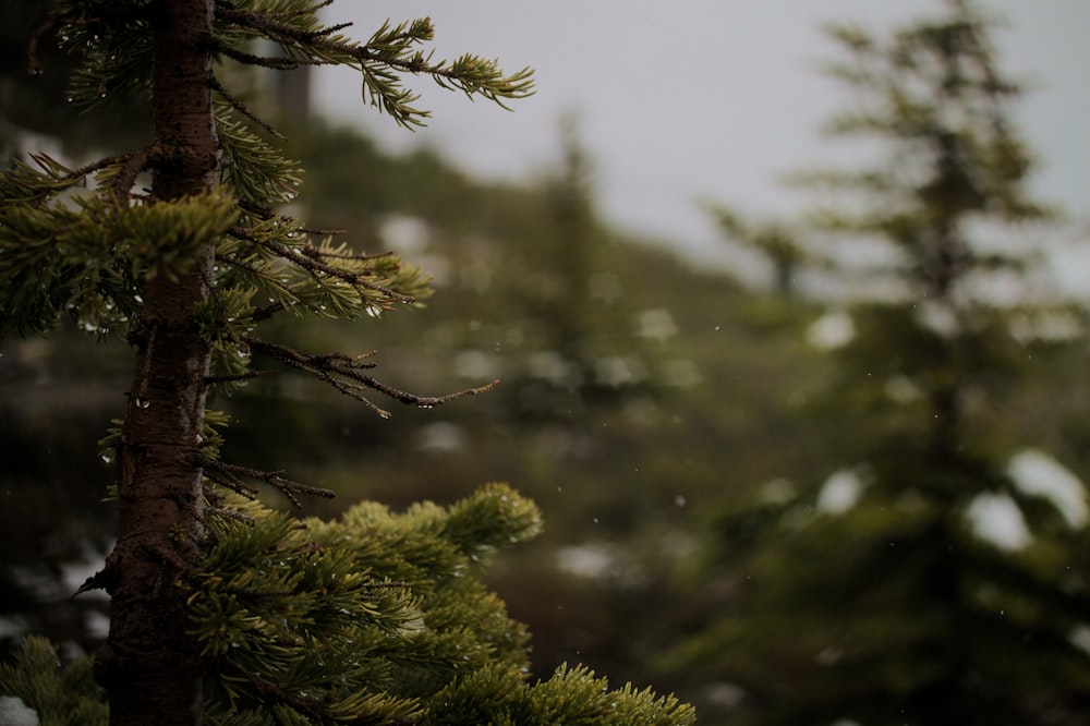 selective focus photo of pine tree