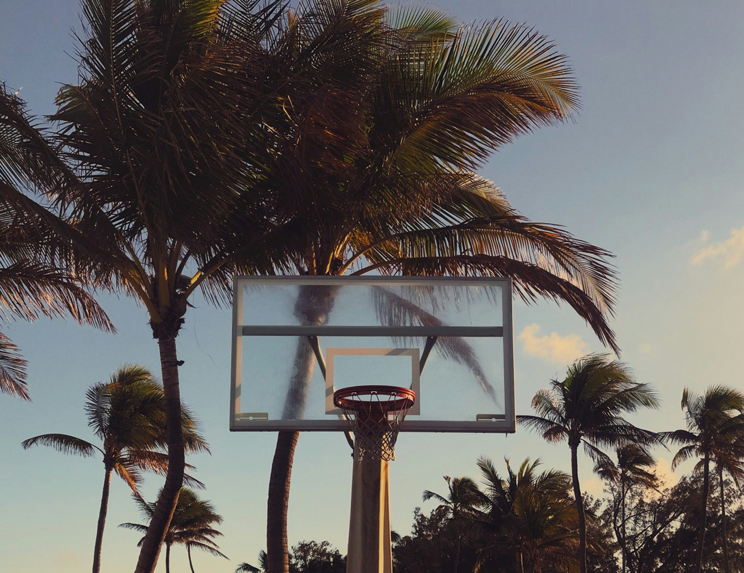 Choose from a curated selection of palm tree photos. Always free on Unsplash.