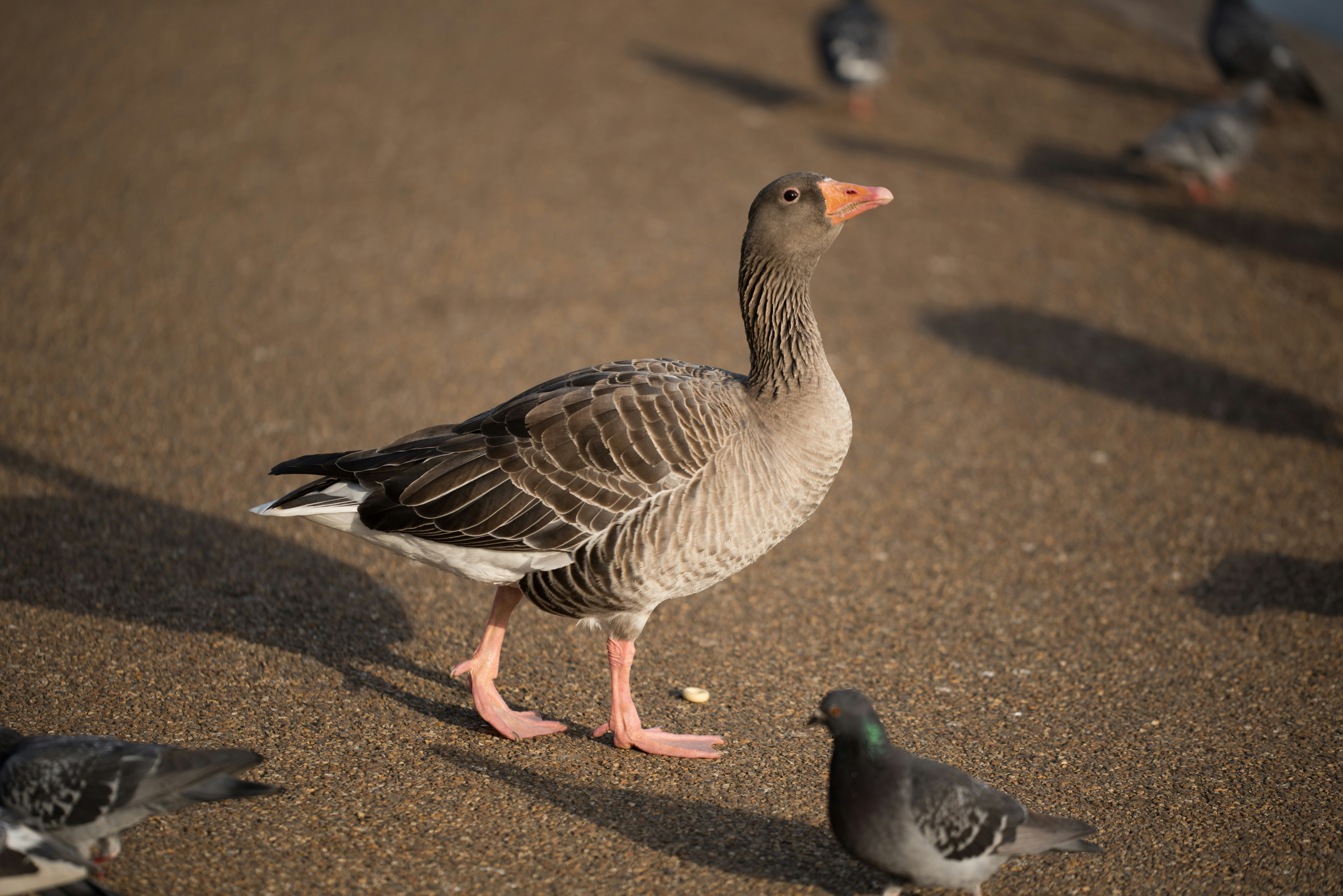 gray duck beside pigeon, Was wandering around Hyde Park with some fairly tame birds and caught this rather confident want “strutting” around like it owned the place.