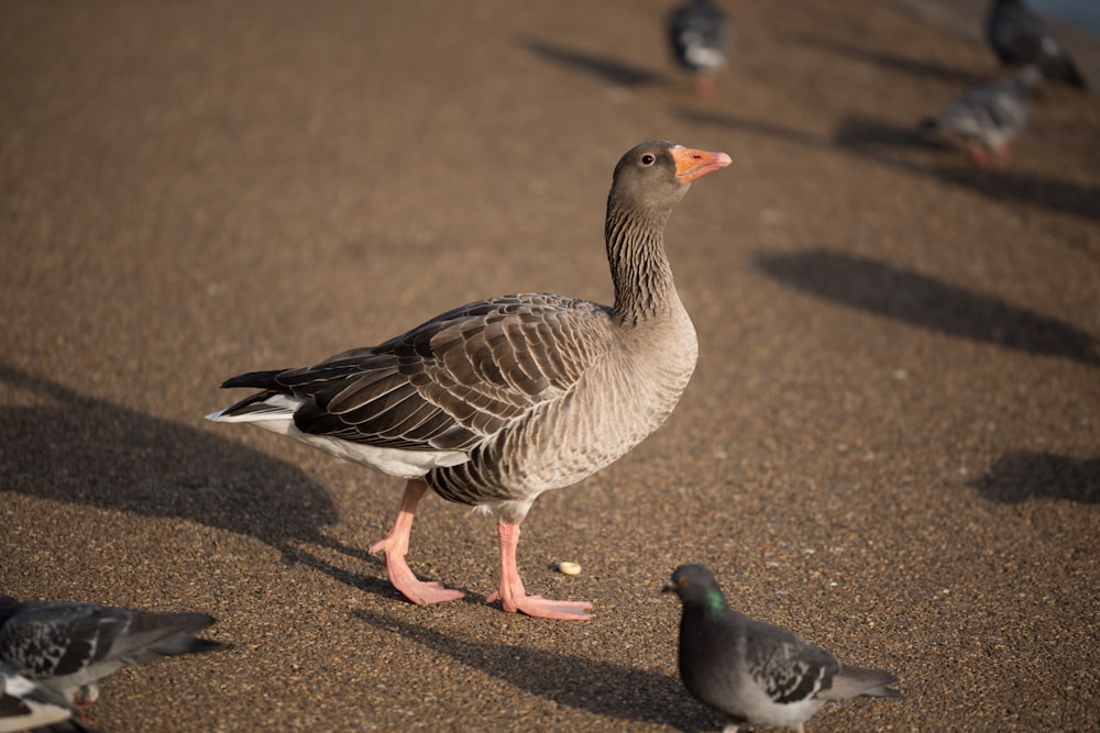 gray duck beside pigeon