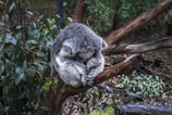 gray mother koala hugging baby koala