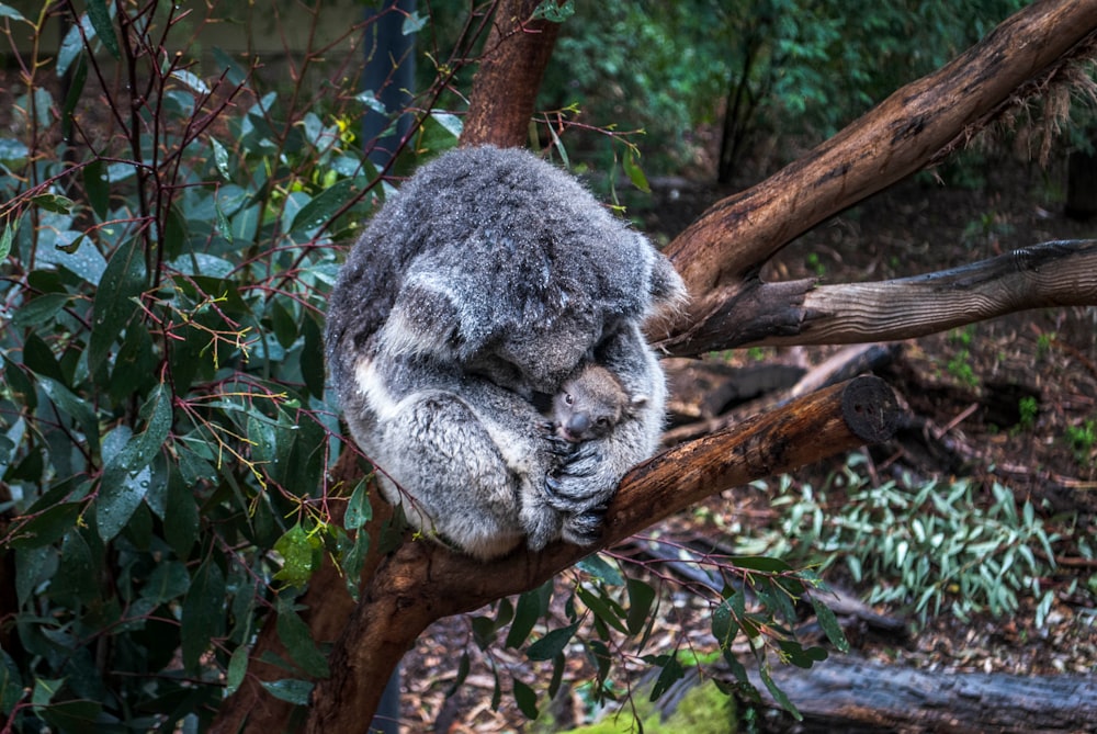 gray mother koala hugging baby koala