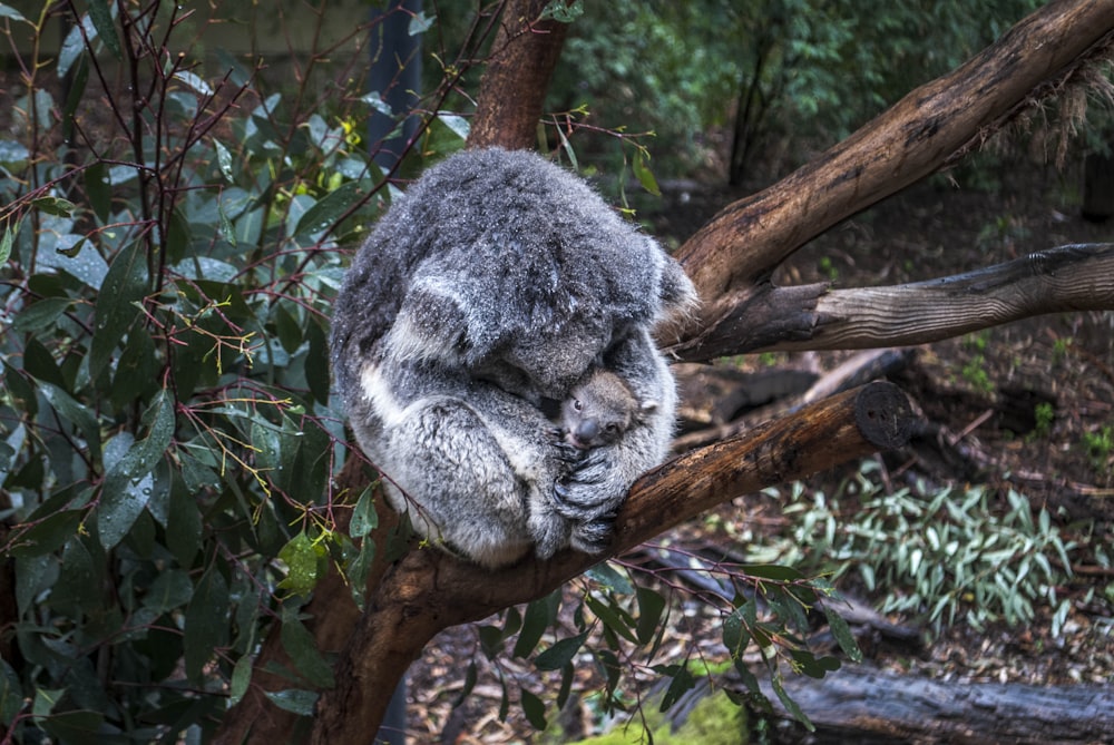 Madre koala gris abrazando a koala bebé
