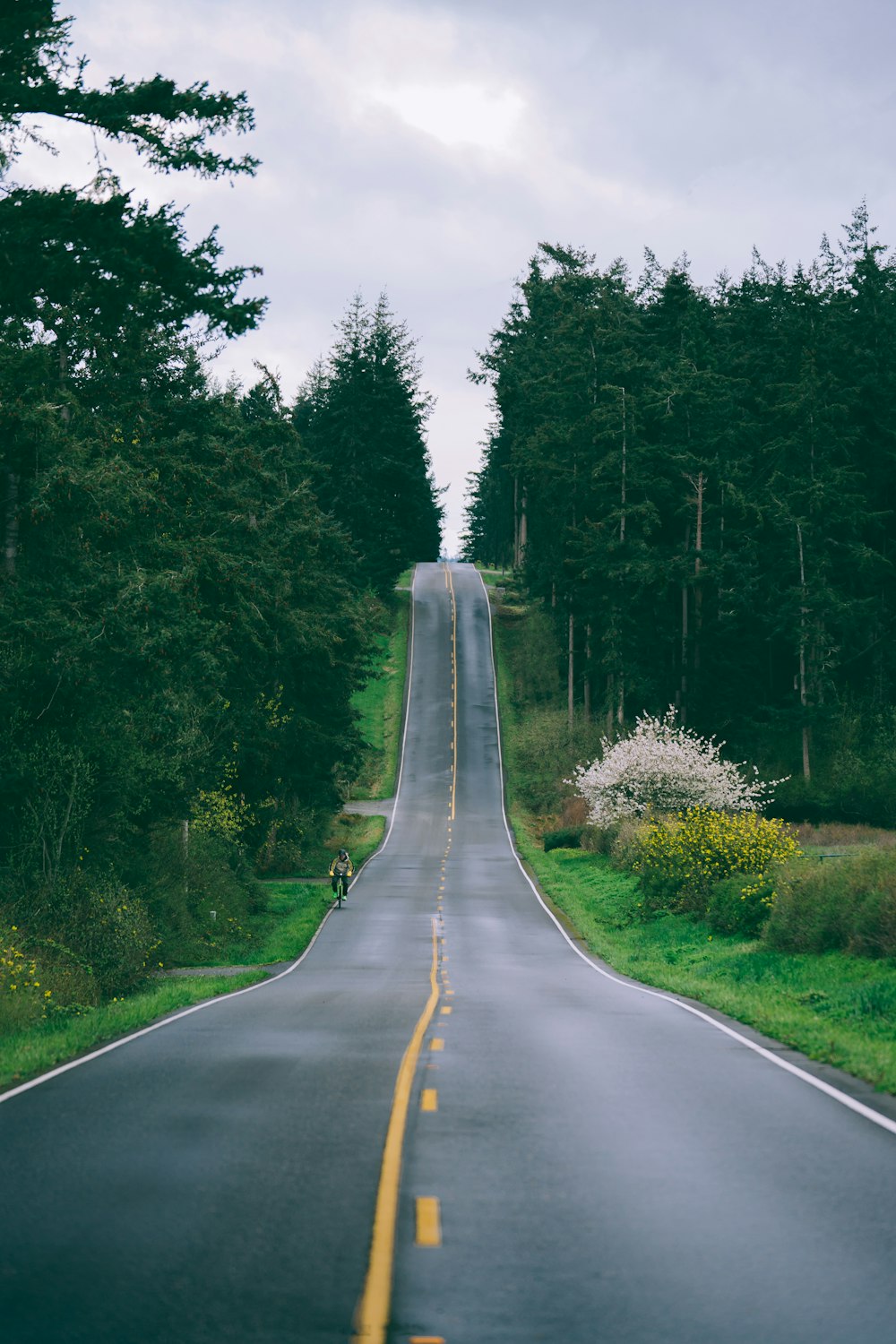 gray concrete road beside green trees