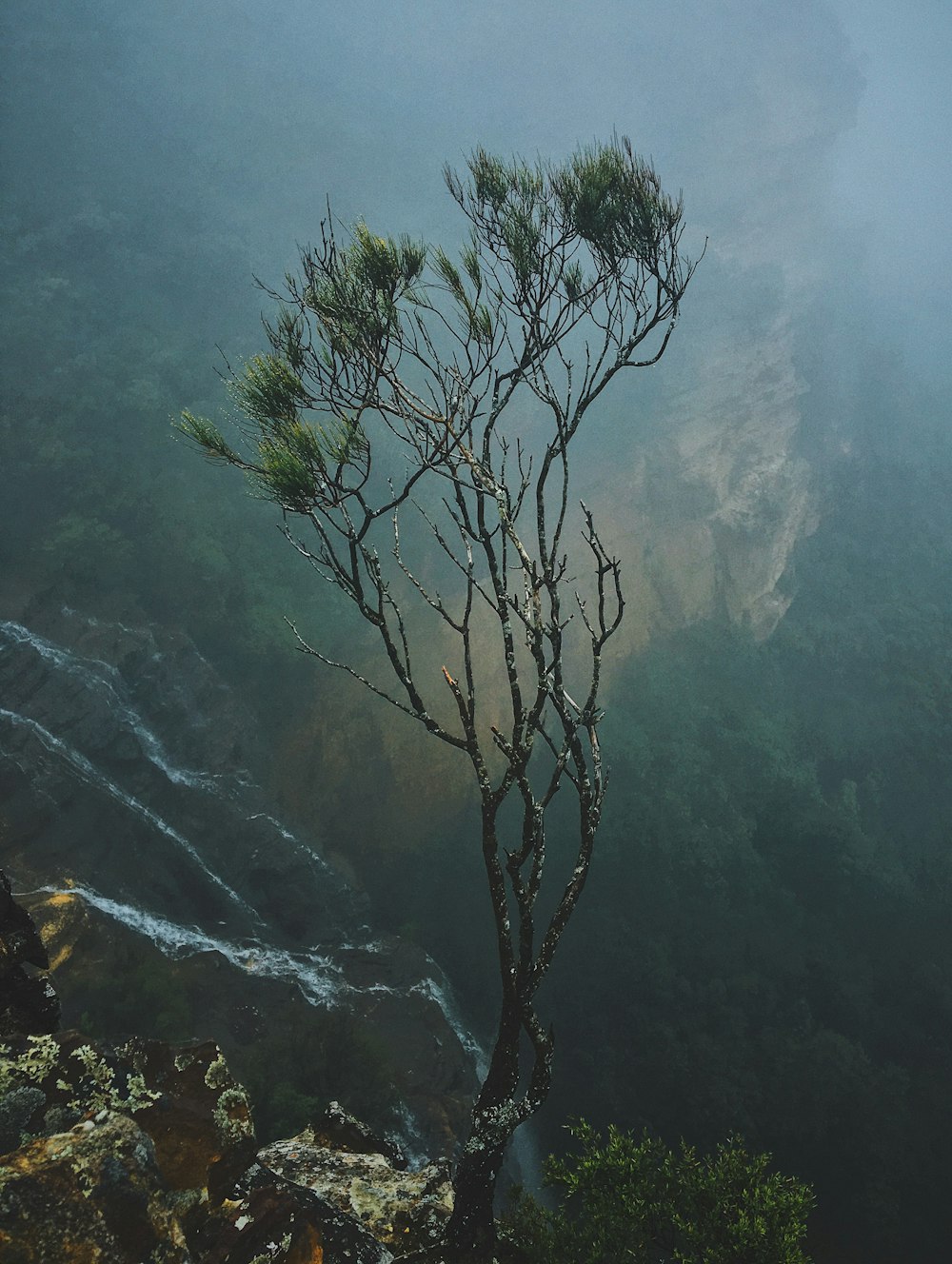 green leafed tree near mountain range