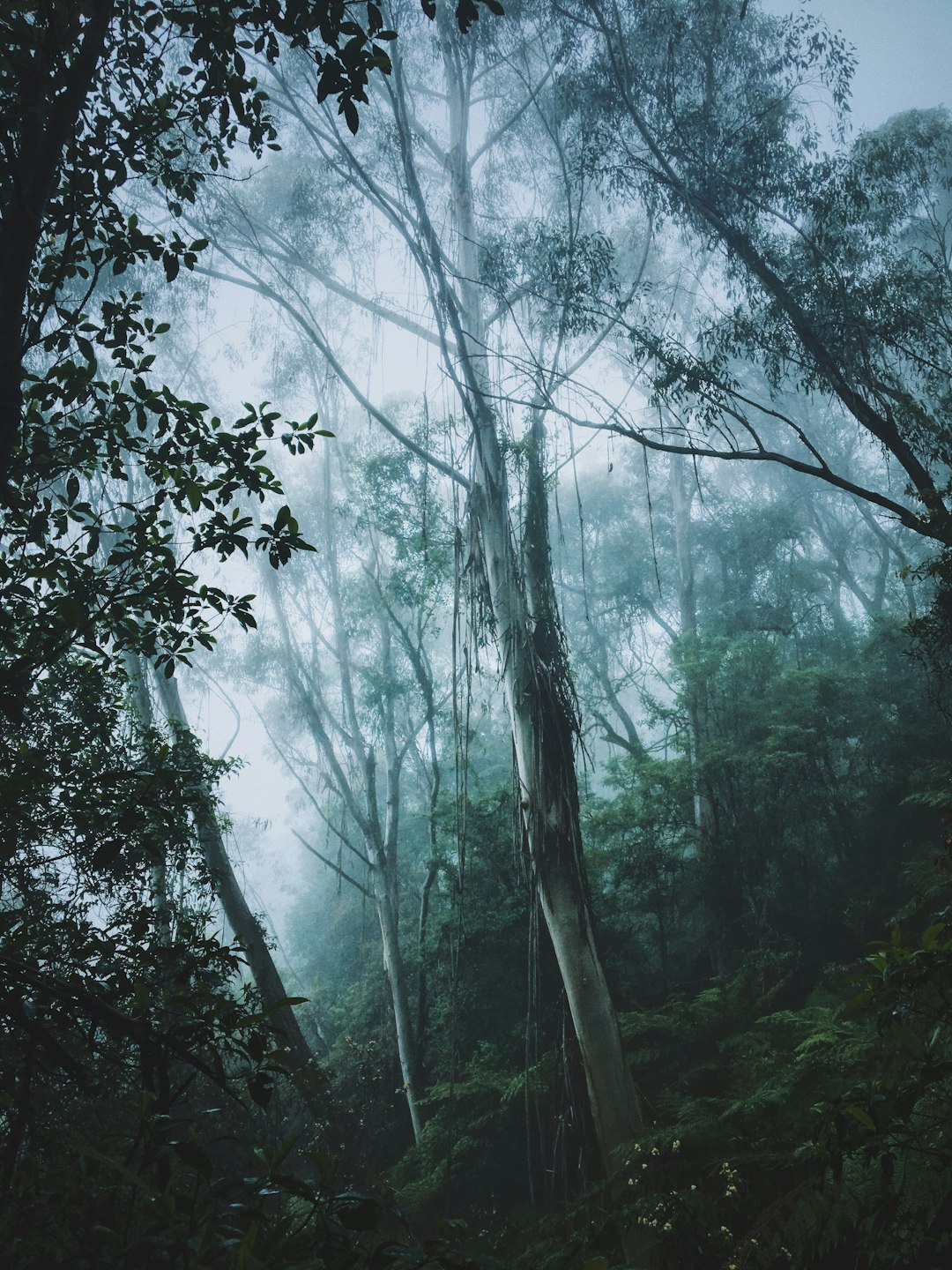 Forest photo spot Blue Mountains National Park Australia