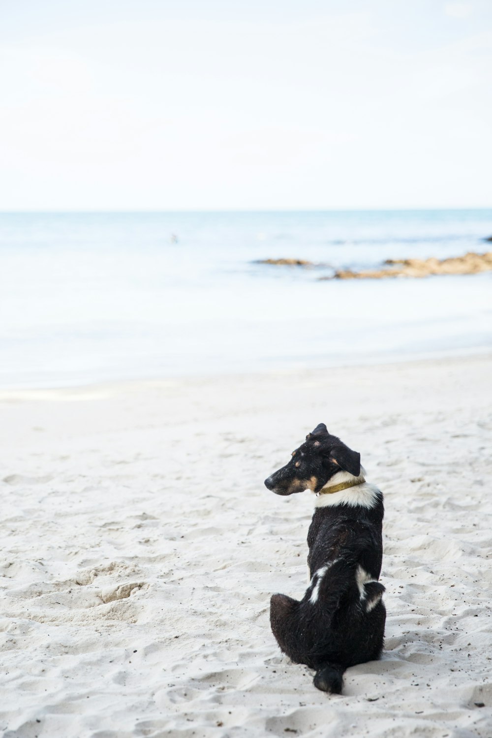 black and white dog sitting on beach sand during daytime