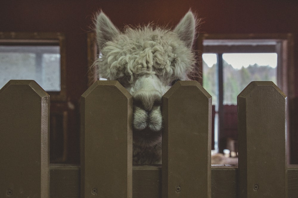 white llama on brown wooden fence