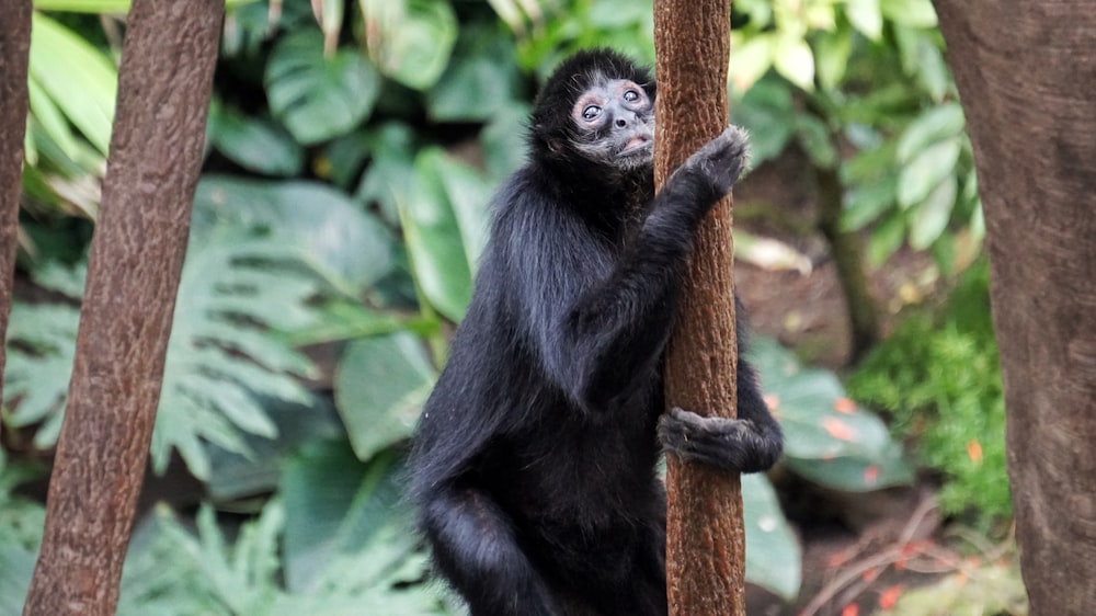 mono negro en árbol marrón