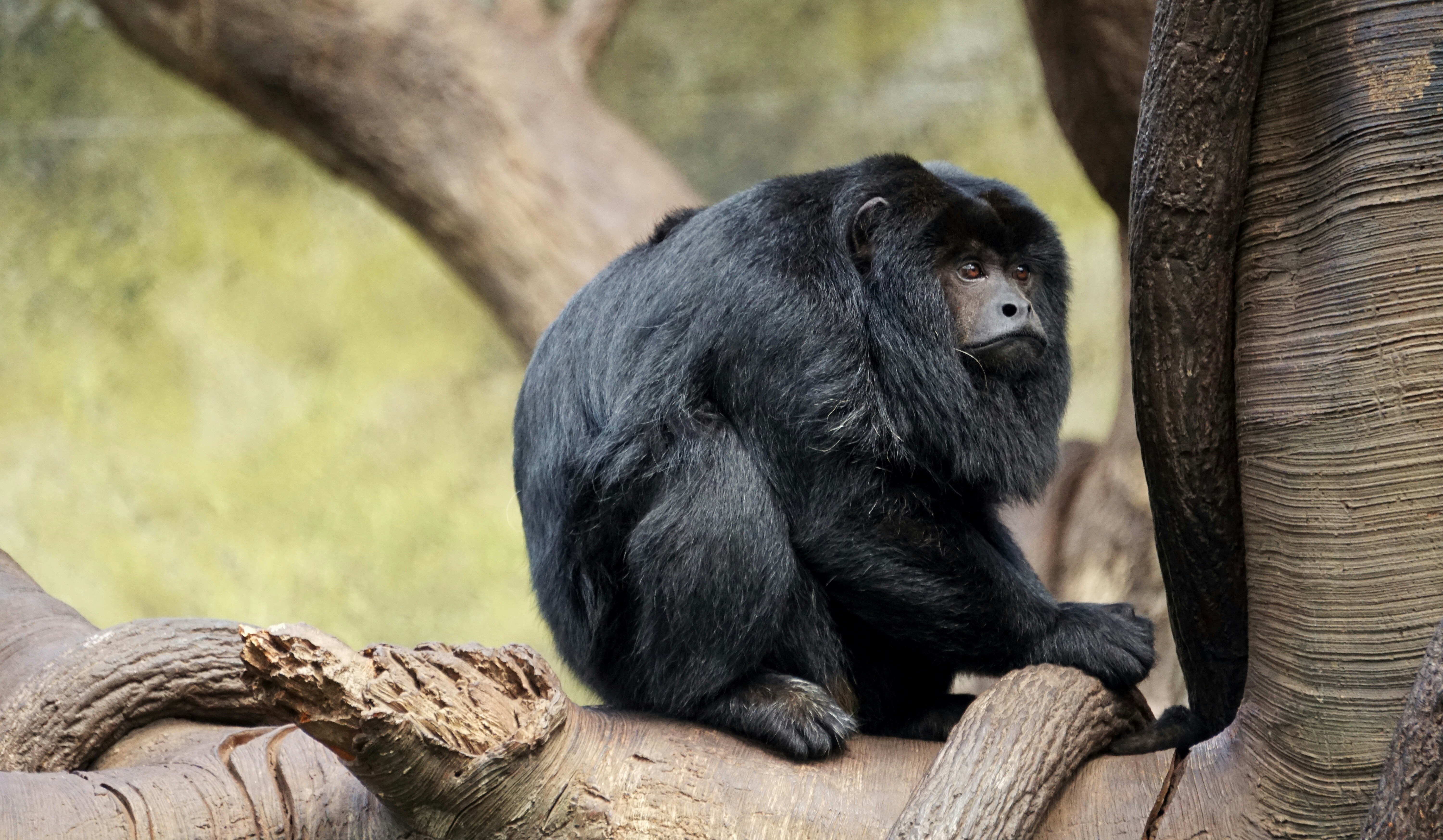 Maillot manchester united blanc 2024 pas cher