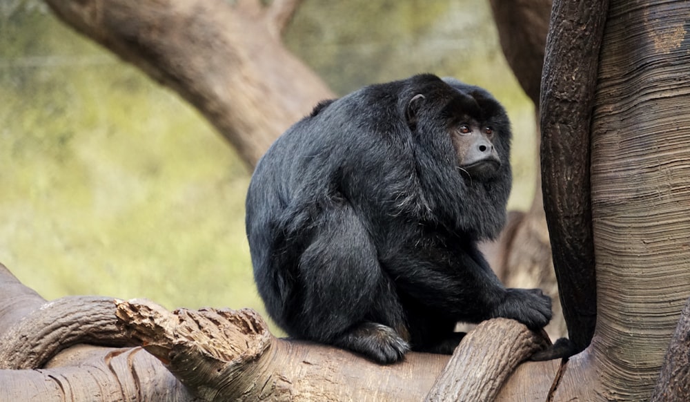 monkey on tree branch