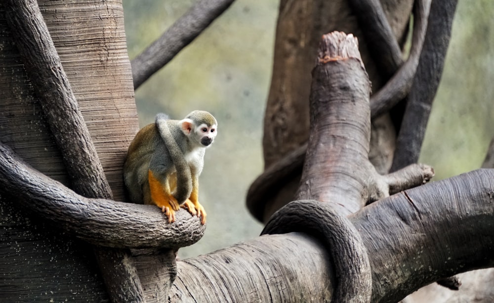 singe gris assis sur une branche d’arbre