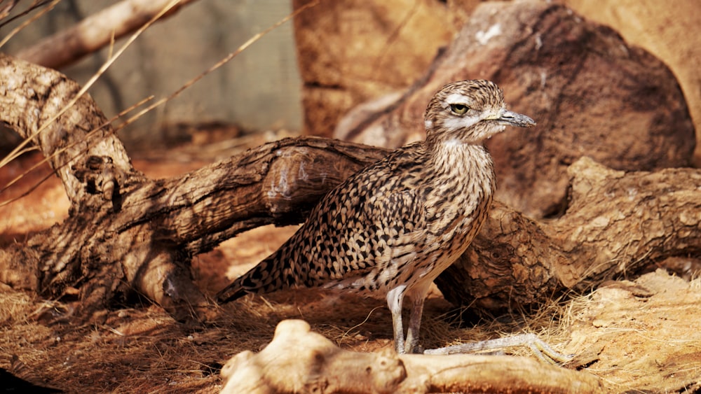 Brauner und schwarzer Vogel neben Baumstamm