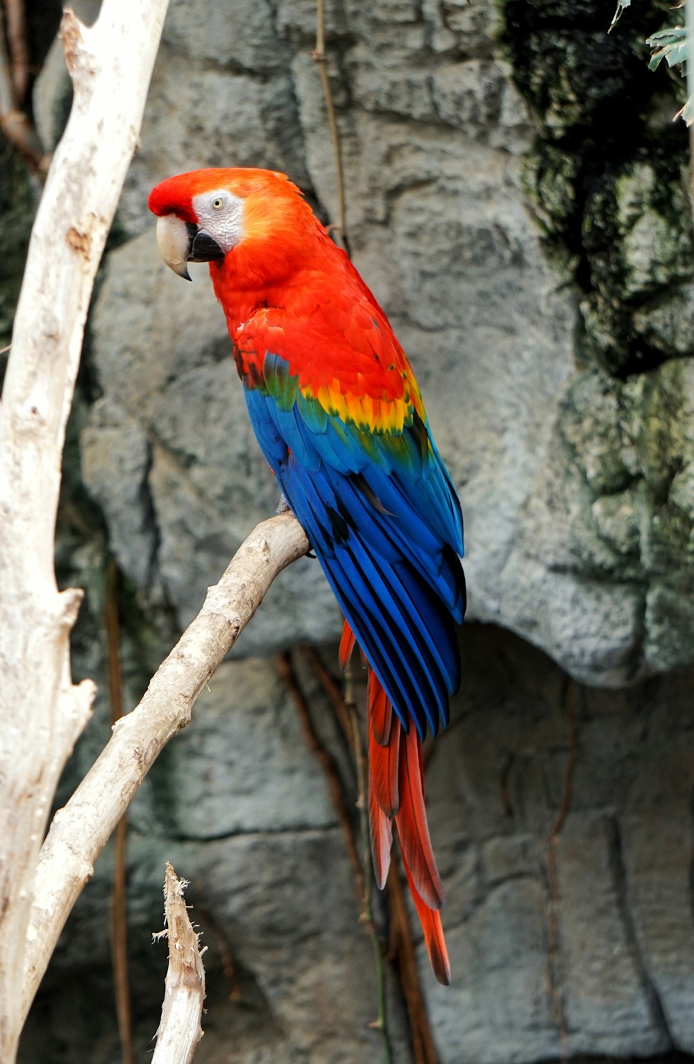 木の枝の上の赤いコンゴウインコの鳥