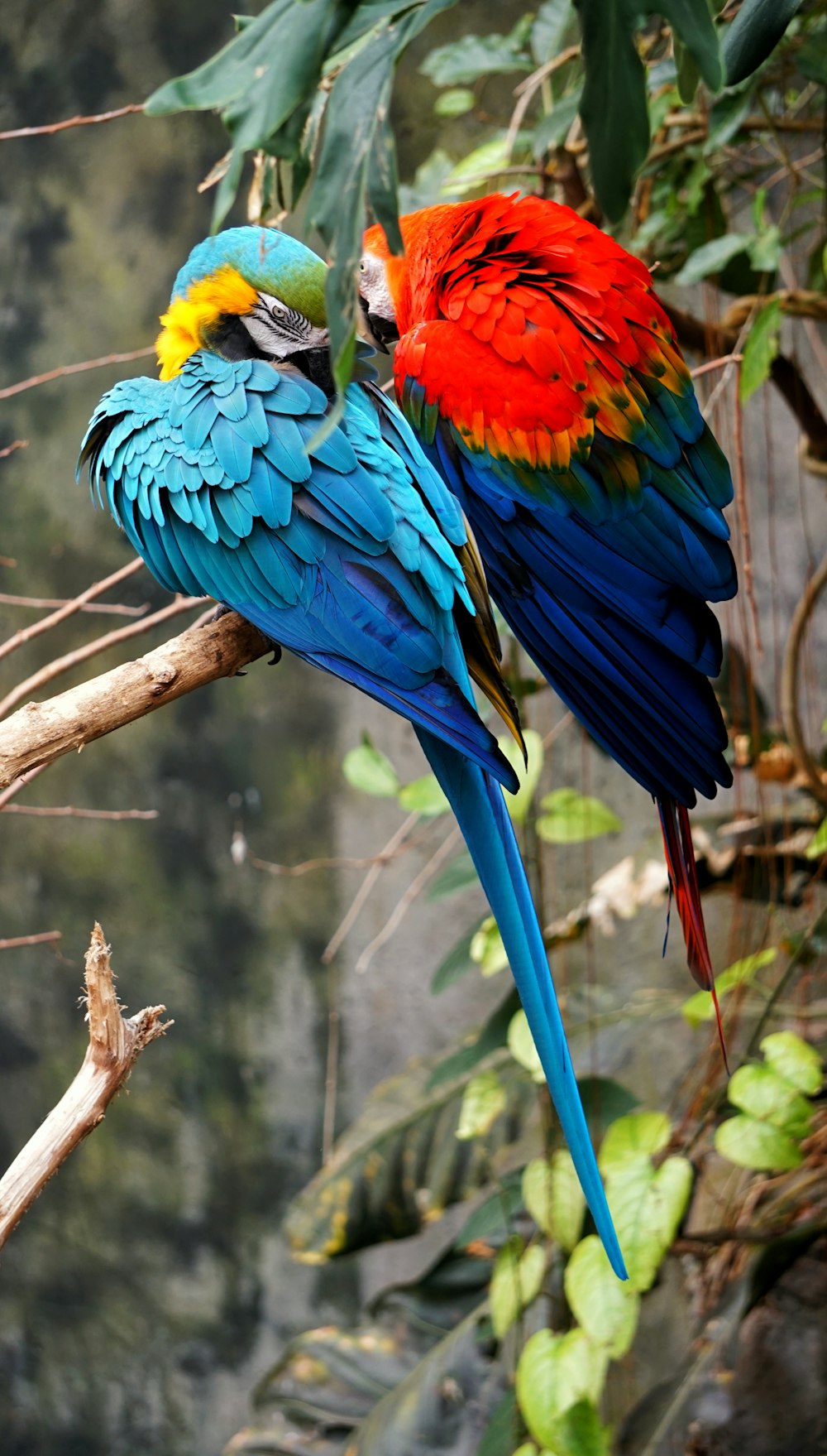 나뭇가지에 앉아있는 빨간색과 파란색 앵무새