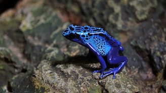 Close-up of a golden poison dart frog highlighting its striking yellow and black patterns.