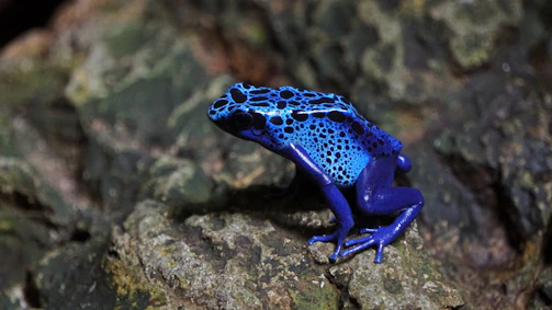 An informative 'species specs' sheet showing detailed illustrations and facts about the blue poison dart frog.