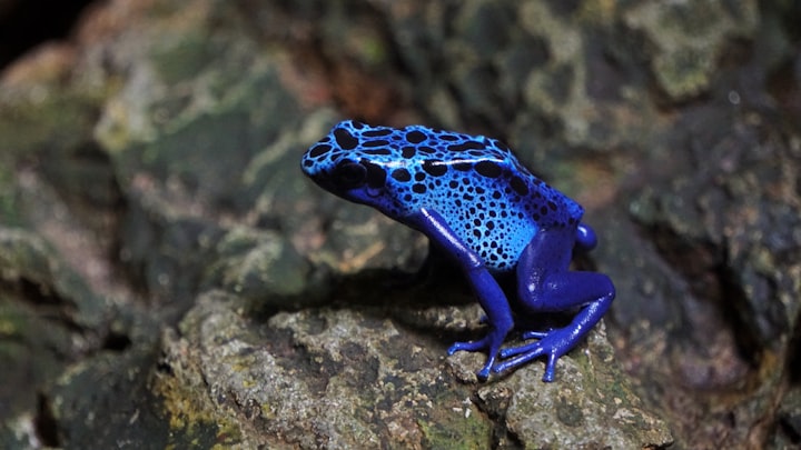 The poison dart frog, known for its vibrant colors and toxic nature, is a fascinating creature found in the rainforests of Central and South America.