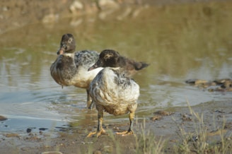 Two ducks are standing near a muddy pond, with one slightly in front of the other. The water surfaces reflect a soft, natural light, creating a tranquil atmosphere. Greenery and rocks are visible around the pond's edge, presenting a natural habitat.