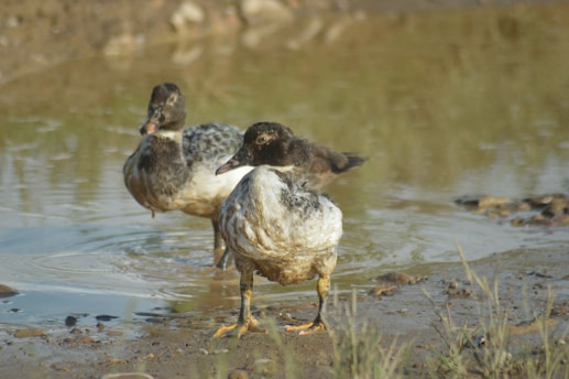 Two ducks are standing near a muddy pond, with one slightly in front of the other. The water surfaces reflect a soft, natural light, creating a tranquil atmosphere. Greenery and rocks are visible around the pond's edge, presenting a natural habitat.