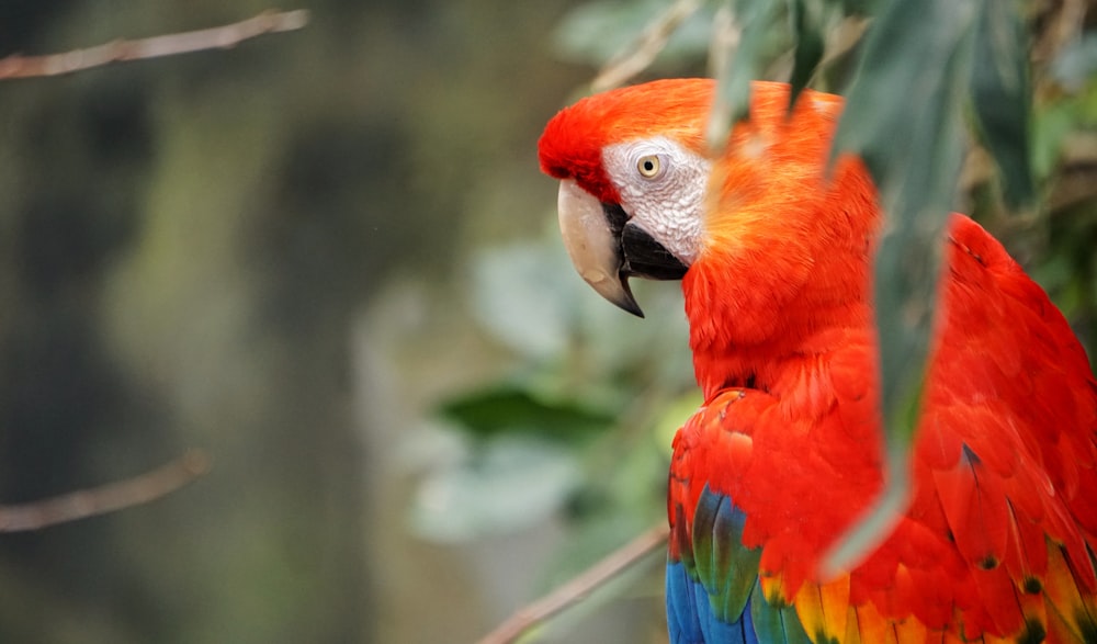 Fotografía selectiva de Macao Escarlata Rojo y Azul durante el día