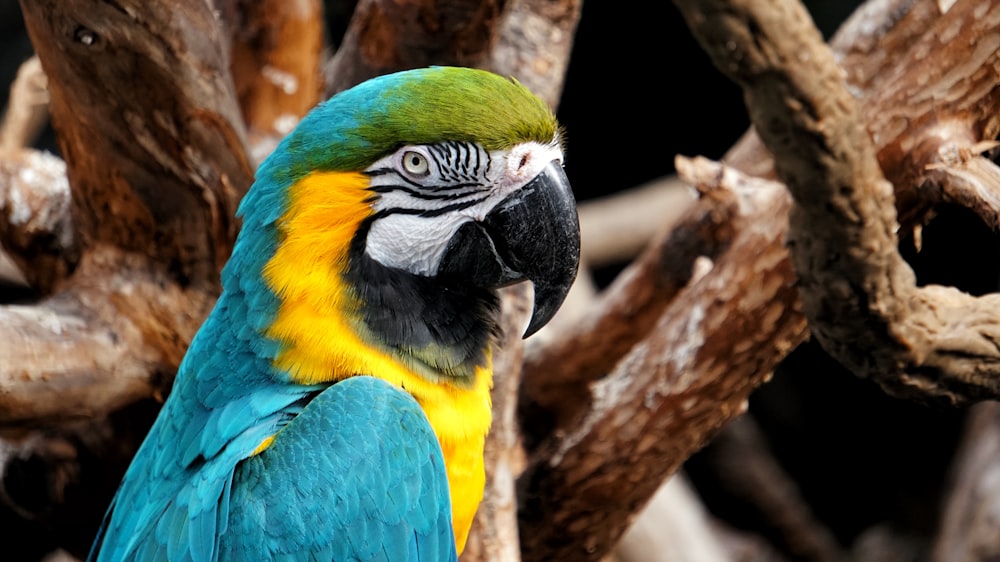 selective focus photo of yellow-and-blue macaw