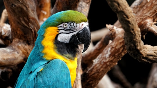 selective focus photo of yellow-and-blue macaw in Omaha's Henry Doorly Zoo and Aquarium United States