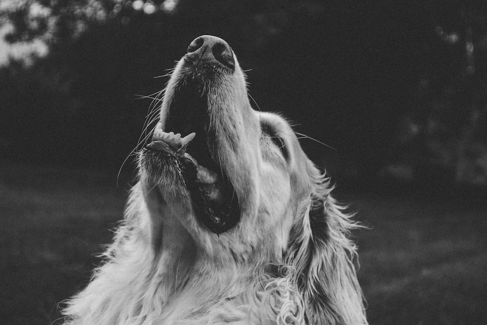 grayscale photography of golden retriever with mouth opened looking at the sky