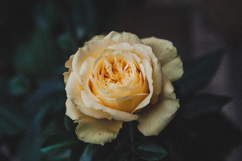 micro focus photo of a yellow rose