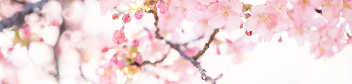 pink cherry blossom flower