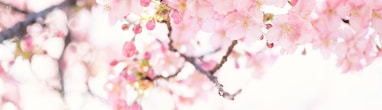 pink cherry blossom flower