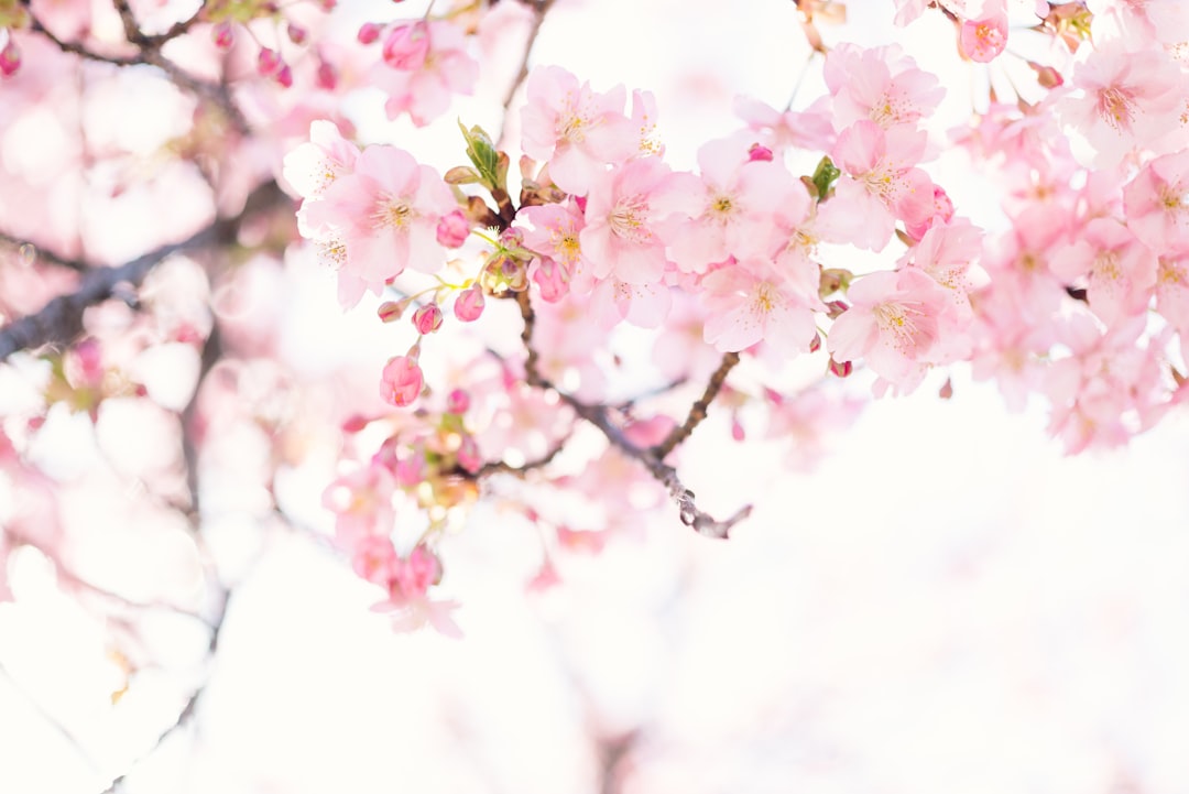 pink cherry blossom flower,