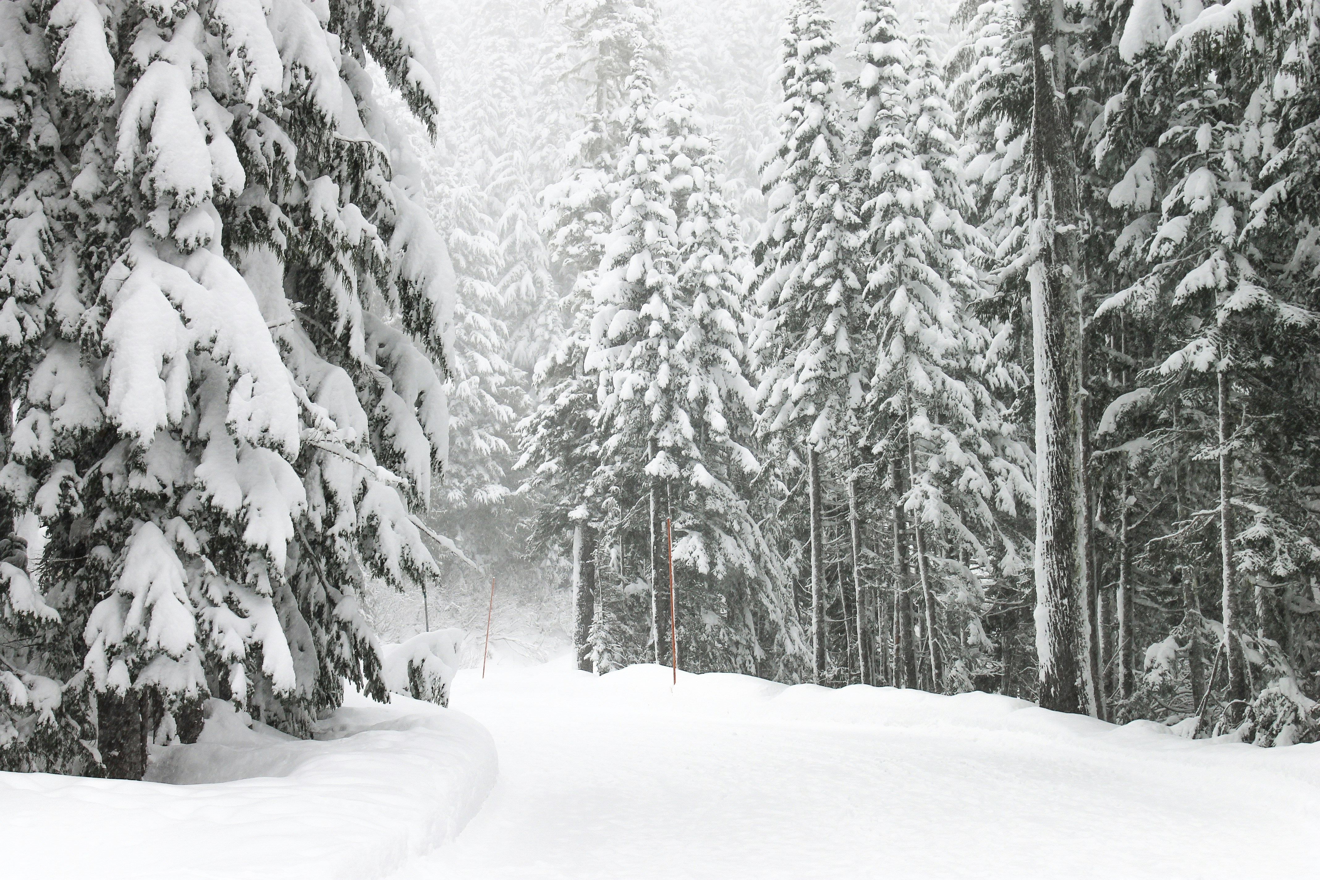 road and trees with snow, Into a Winter Wonderland
