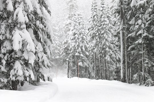 road and trees with snow in Mount Rainier National Park United States