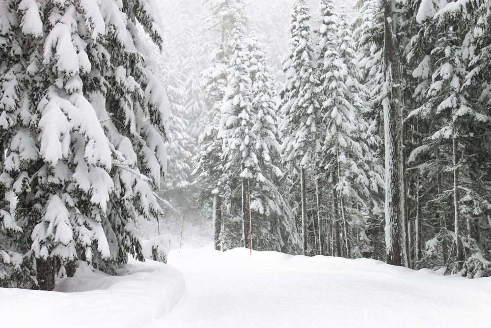 estrada e árvores com neve