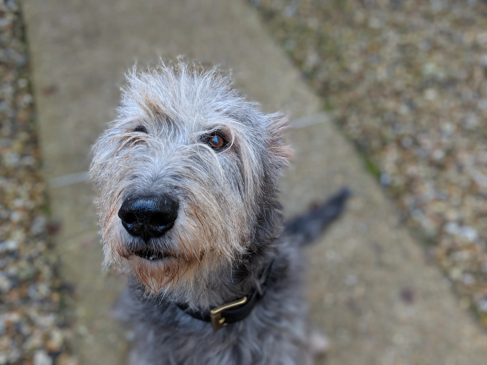 Adult Irish Wolfhound dog portrait, photo by Stephane Juban on Unsplash