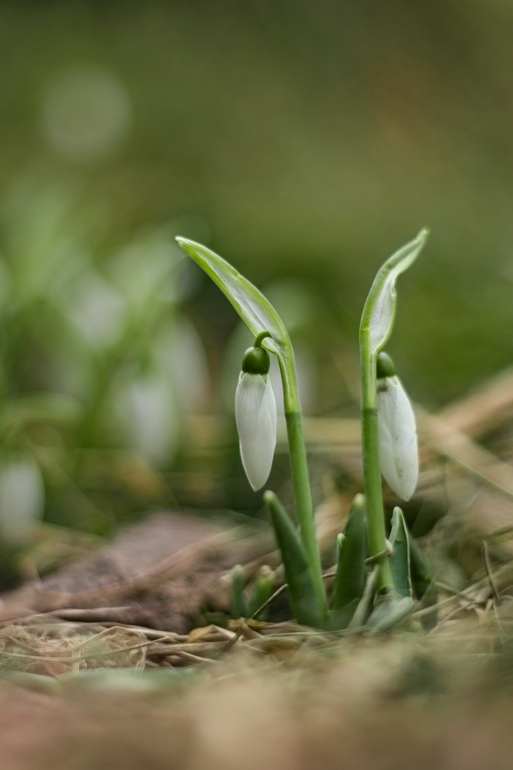 white flowers on brown soil