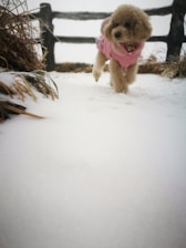 A small dog wears a pink coat while walking on freshly fallen snow. The dog appears to be walking towards the camera, with a wooden fence and dried grass visible in the background, juxtaposed against a snowy landscape.