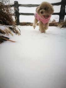 A small dog wears a pink coat while walking on freshly fallen snow. The dog appears to be walking towards the camera, with a wooden fence and dried grass visible in the background, juxtaposed against a snowy landscape.