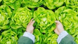 person picking green cabbage