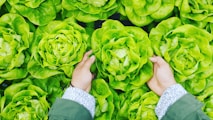 person picking green cabbage