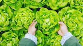 person picking green cabbage