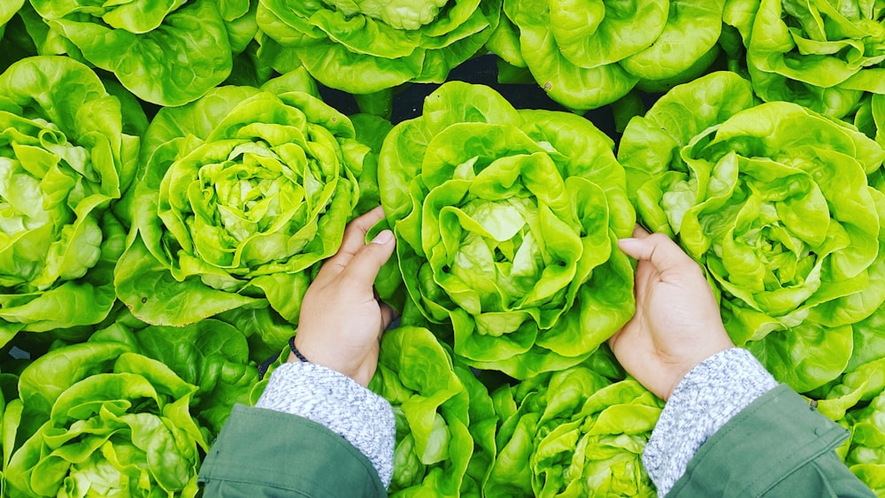 persona che raccoglie il cavolo verde