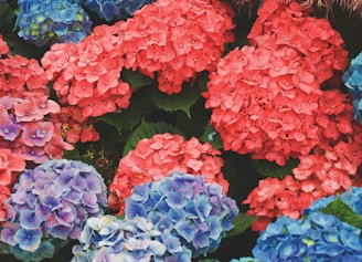 A vibrant field of hydrangeas in full bloom.