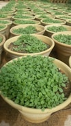 Numerous clay pots filled with lush green seedlings are arranged in neat rows, creating a dense pattern. The pots are placed on a sandy surface, indicating an outdoor garden or nursery setting.