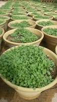 Numerous clay pots filled with lush green seedlings are arranged in neat rows, creating a dense pattern. The pots are placed on a sandy surface, indicating an outdoor garden or nursery setting.