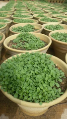Children planting seeds in a colorful garden bed under teacher supervision.