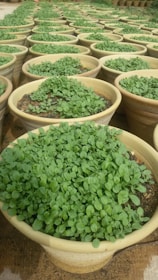 Numerous clay pots filled with lush green seedlings are arranged in neat rows, creating a dense pattern. The pots are placed on a sandy surface, indicating an outdoor garden or nursery setting.